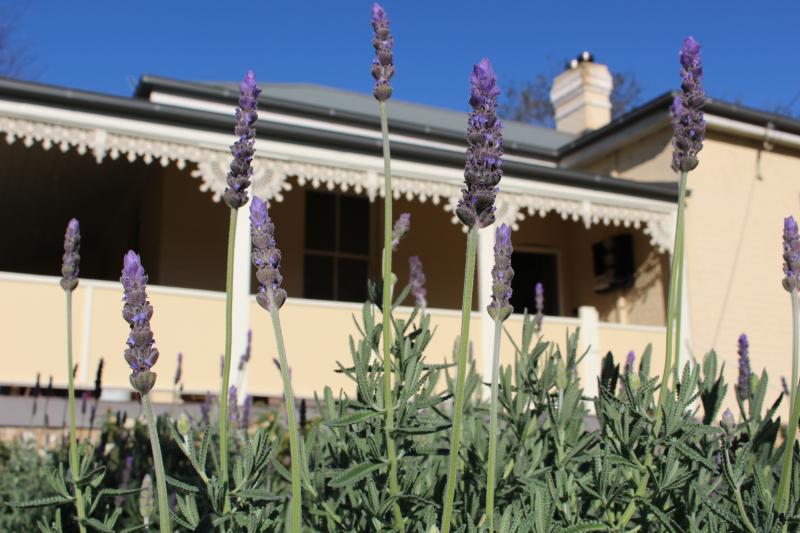 Lavender Beds