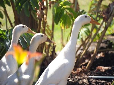 The duck quintet