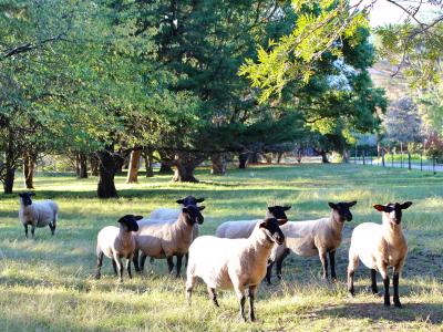 Flock of Sheep